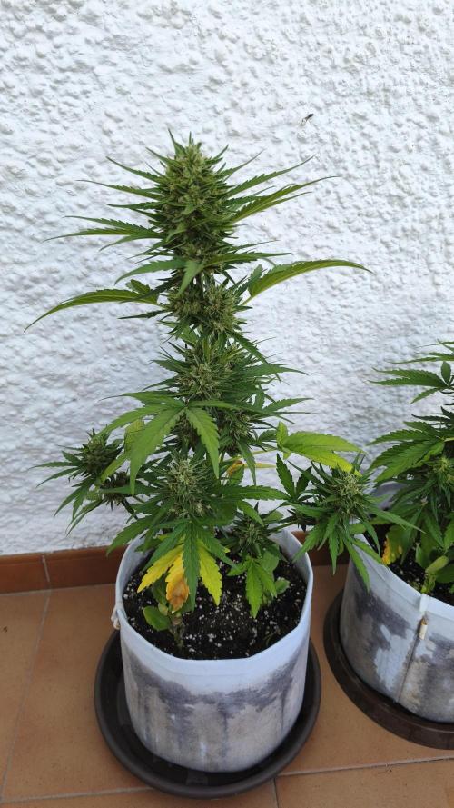 Creamzilla Auto. Week 9