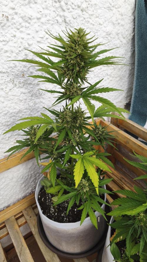 Creamzilla Auto. Week 9