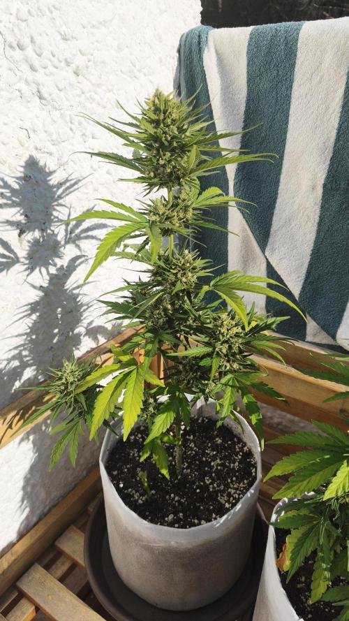 Creamzilla Auto. Week 9