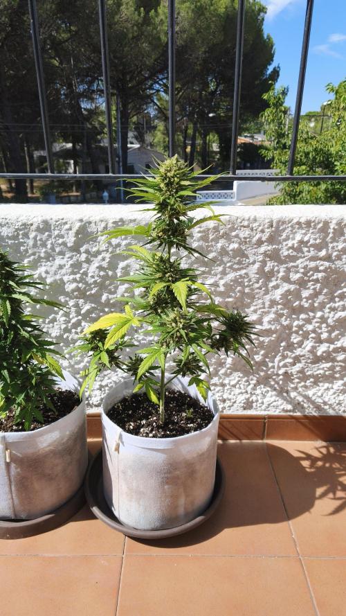 Creamzilla Auto. Week 9
