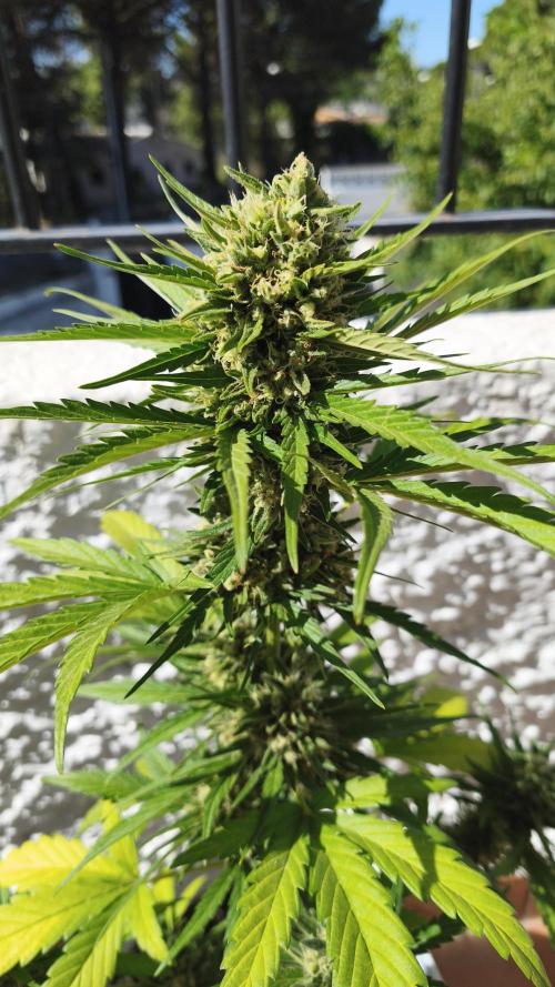 Creamzilla Auto. Week 9