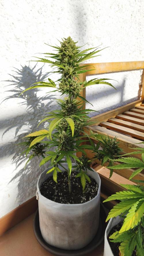 Creamzilla Auto. Week 9
