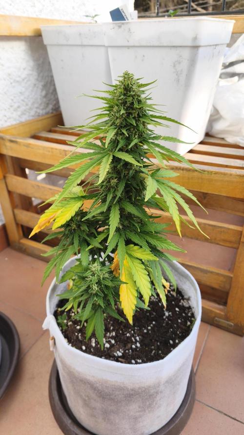 Medikit CBD Auto. Week 10