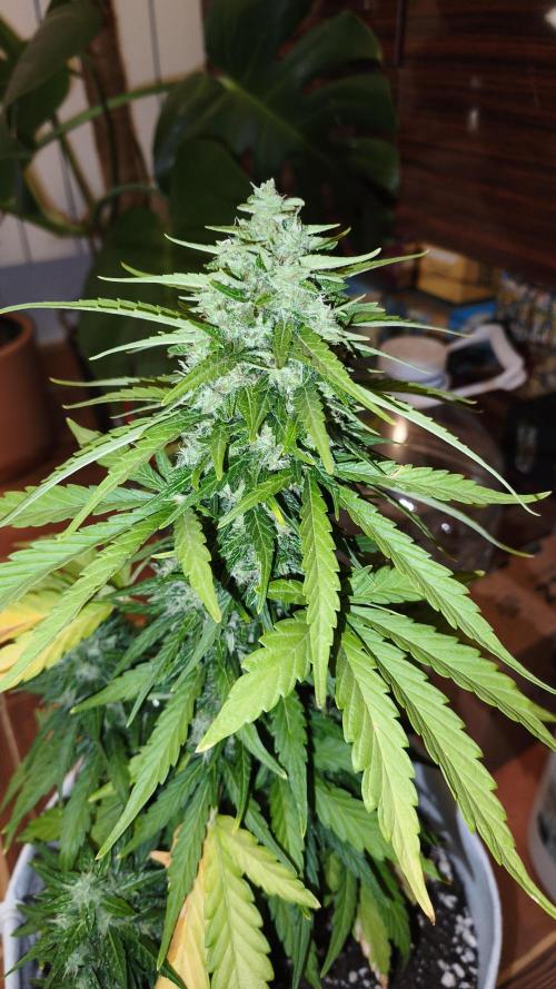 Medikit CBD Auto. Week 10