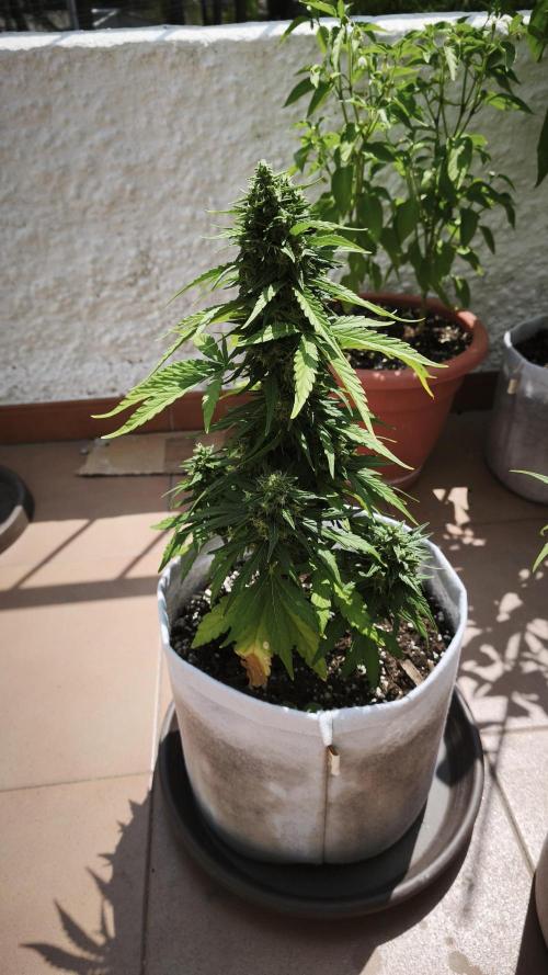 Medikit CBD Auto. Week 10