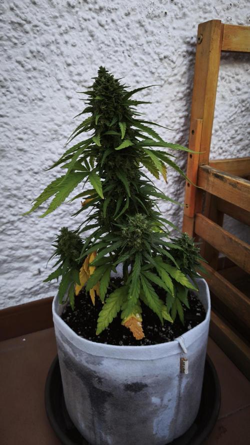 Medikit CBD Auto. Week 10