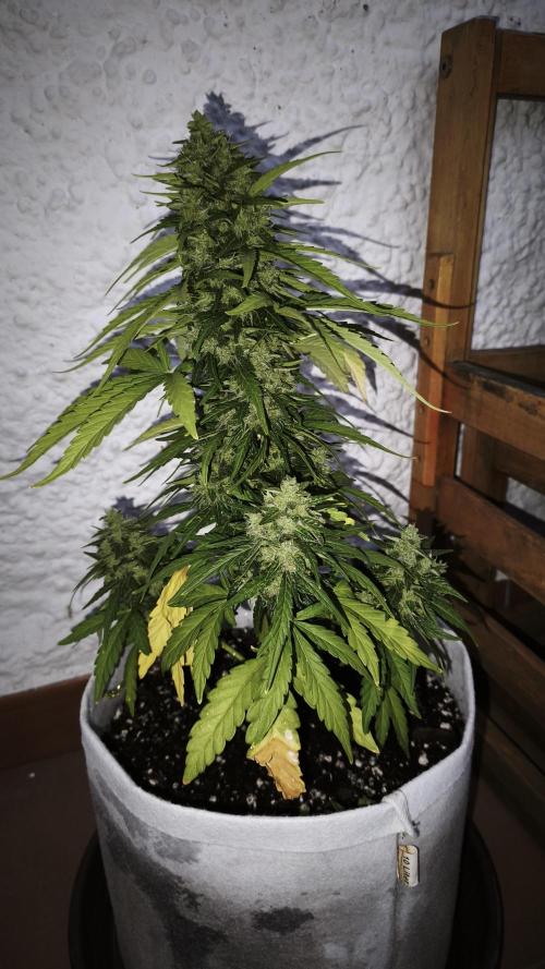 Medikit CBD Auto. Week 10