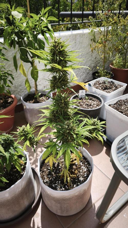 Creamzilla Auto. Week 10