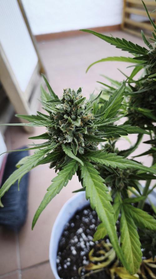 Creamzilla Auto. Week 10