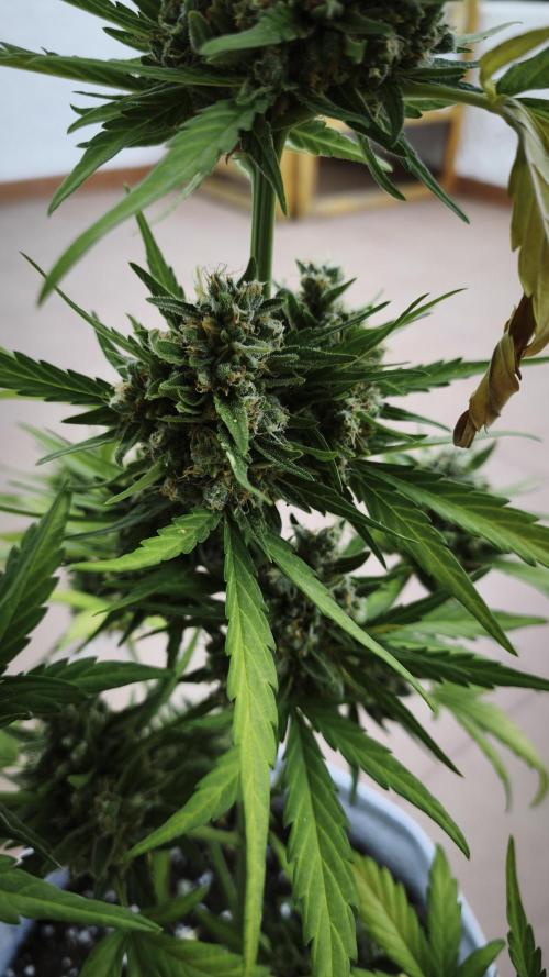 Creamzilla Auto. Week 10