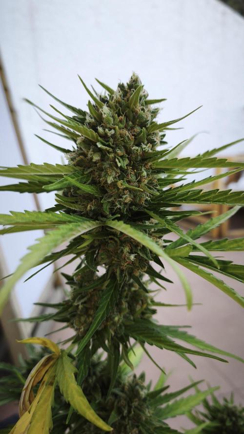 Creamzilla Auto. Week 10