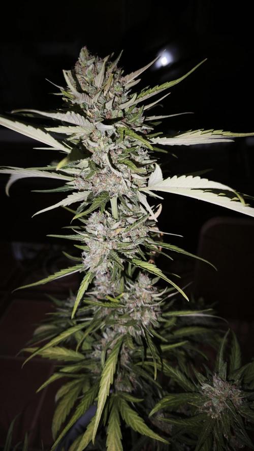 Creamzilla Auto. Week 10