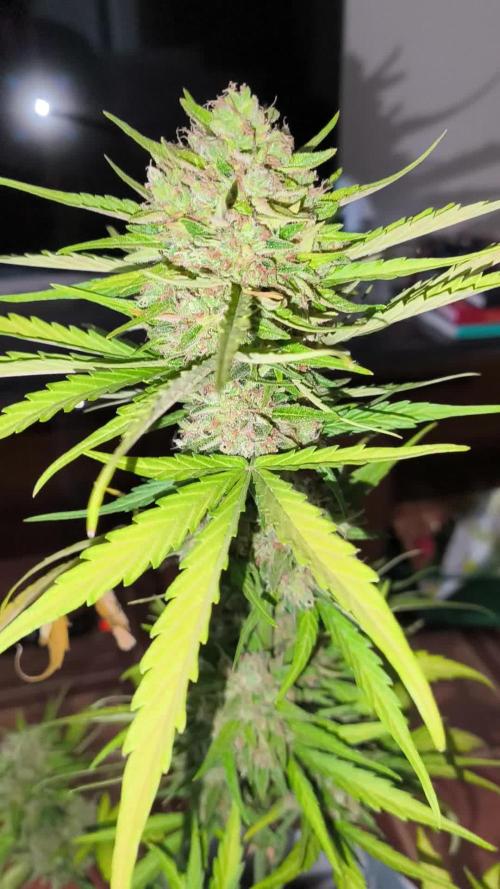 Creamzilla Auto