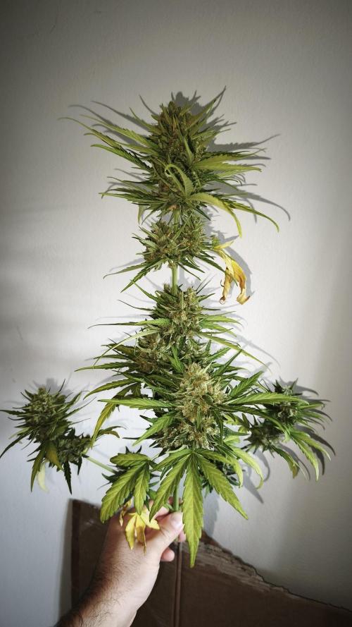 Creamzilla Auto. Week 10