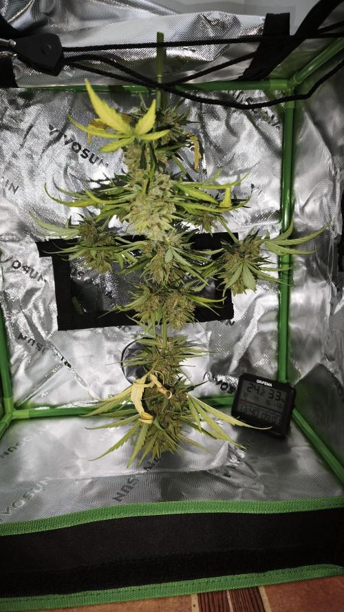 Creamzilla Auto. Week 10