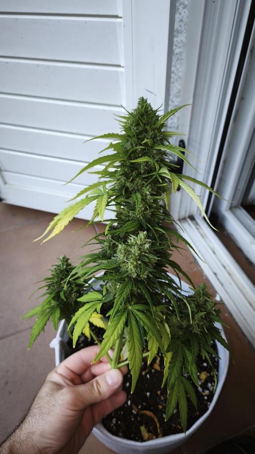 Medikit CBD Auto. Week 11