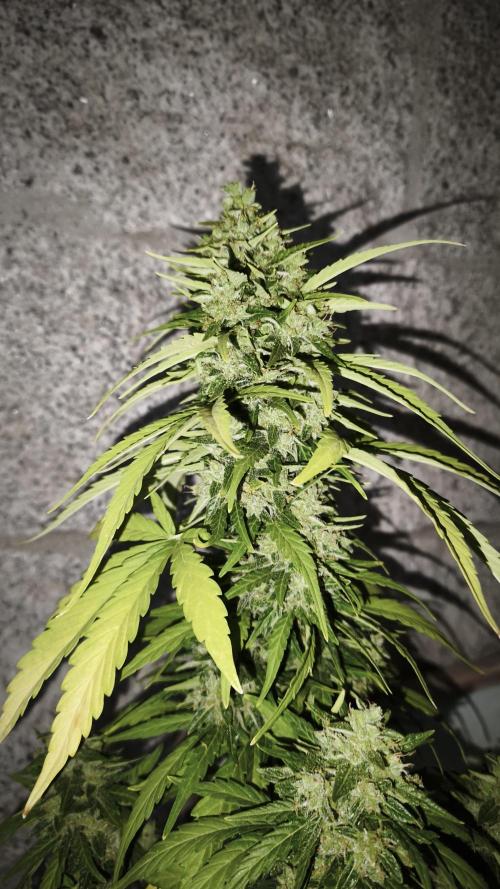 Medikit CBD Auto. Week 11