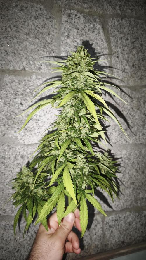 Medikit CBD Auto. Week 11