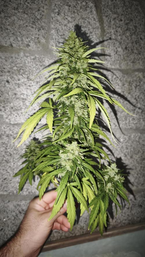 Medikit CBD Auto. Week 11