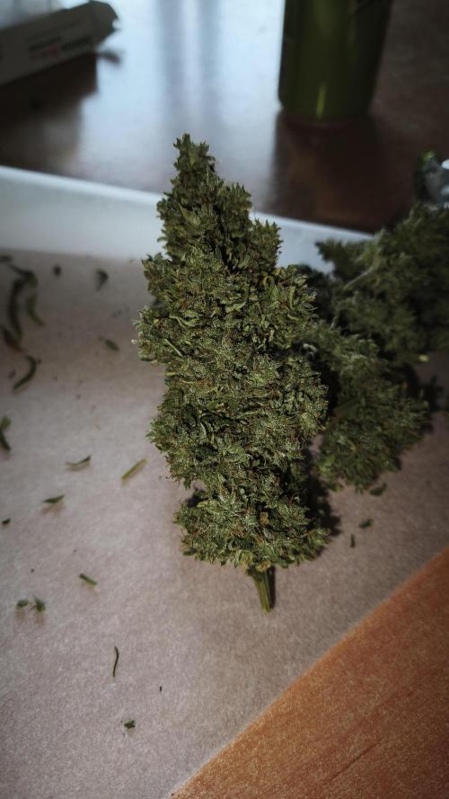 Medikit CBD Auto. Week 11