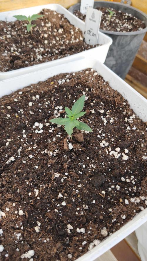 Fast Eddy Automatic CBD. Week 2