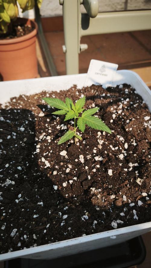 Outdoor Fast Eddy. Week 3