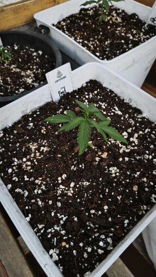 Outdoor Fast Eddy. Week 3