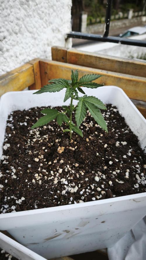Fast Eddy Automatic CBD. Week 3