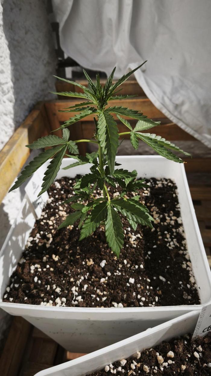 Outdoor Fast Eddy. Week 4