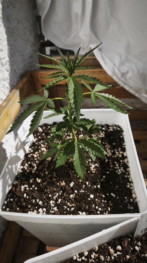 Fast Eddy Automatic CBD. Week 4