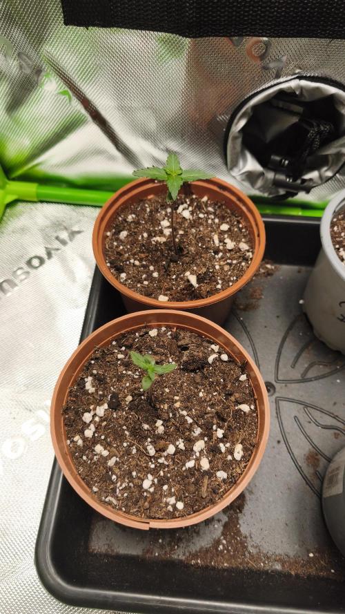 CBD Auto 20:1. Week 2