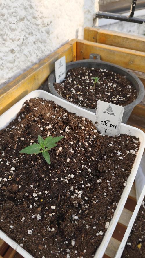 CBD Auto 20:1. Week 2