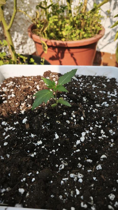 CBD Auto 20:1. Week 3