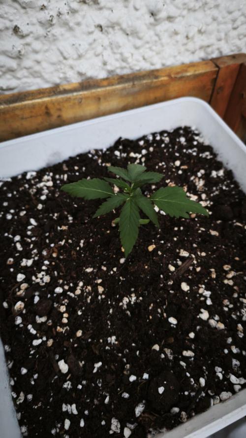 CBD Auto 20:1. Week 3