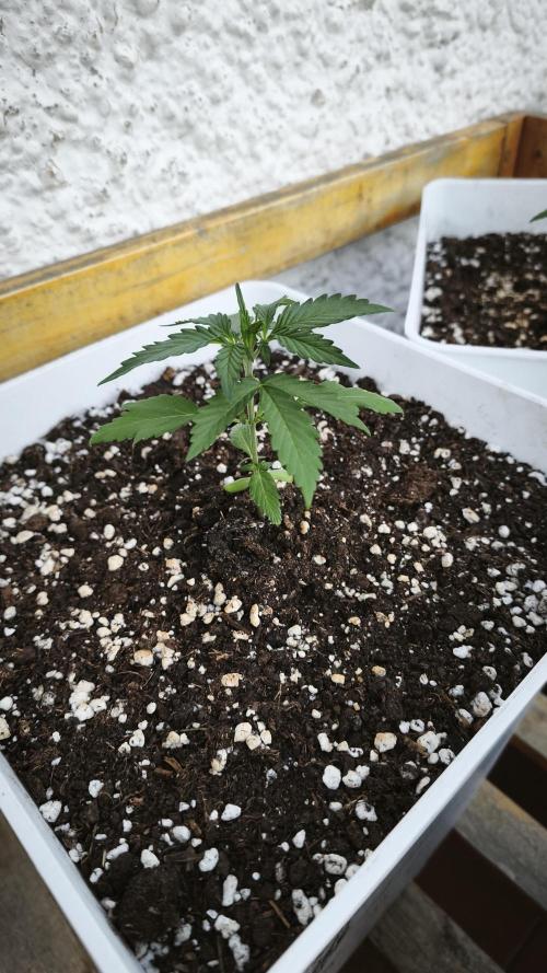 CBD Auto 20:1. Week 3