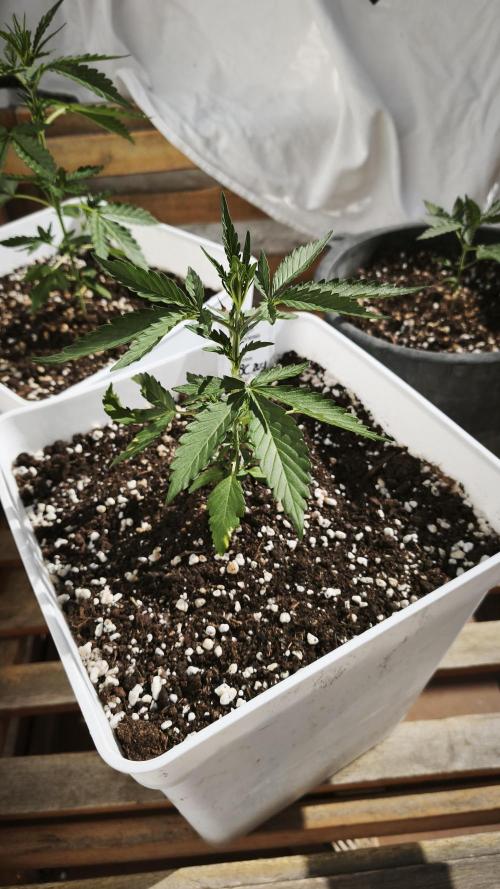 CBD Auto 20:1. Week 4
