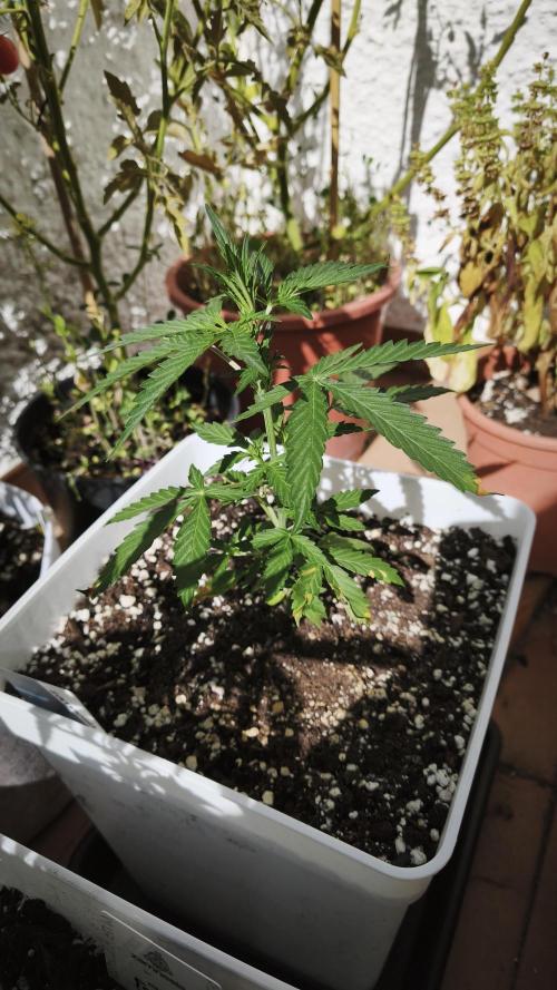 CBD Auto 20:1. Week 4