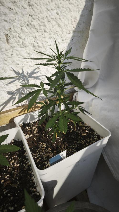 CBD Auto 20:1. Week 5