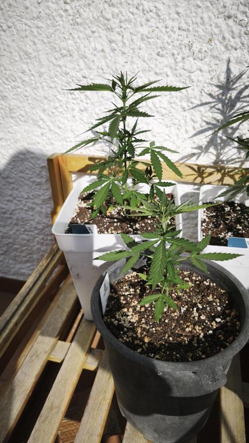 CBD Auto 20:1. Week 5