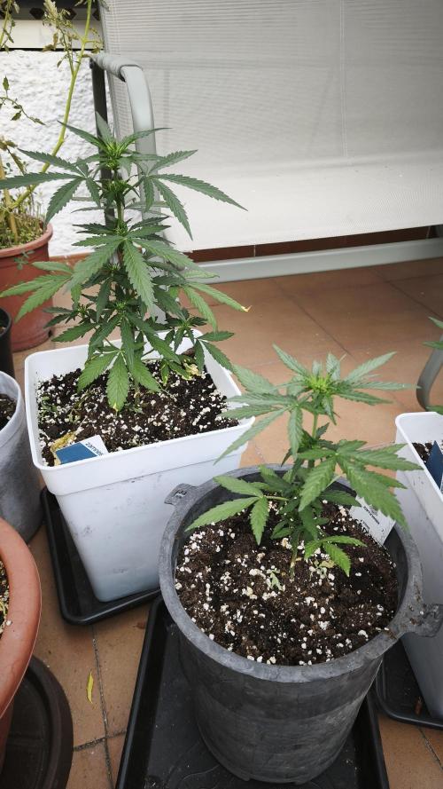 CBD Auto 20:1. Week 5