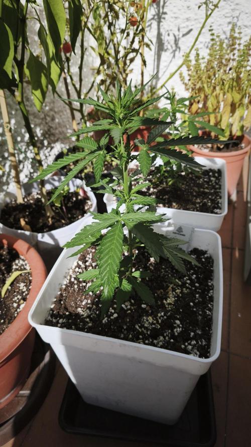 Outdoor Fast Eddy. Week 5