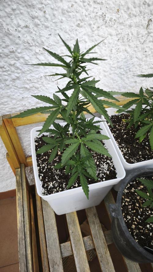 Outdoor Fast Eddy. Week 5