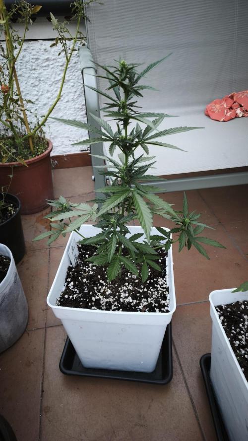 Outdoor Fast Eddy. Week 5