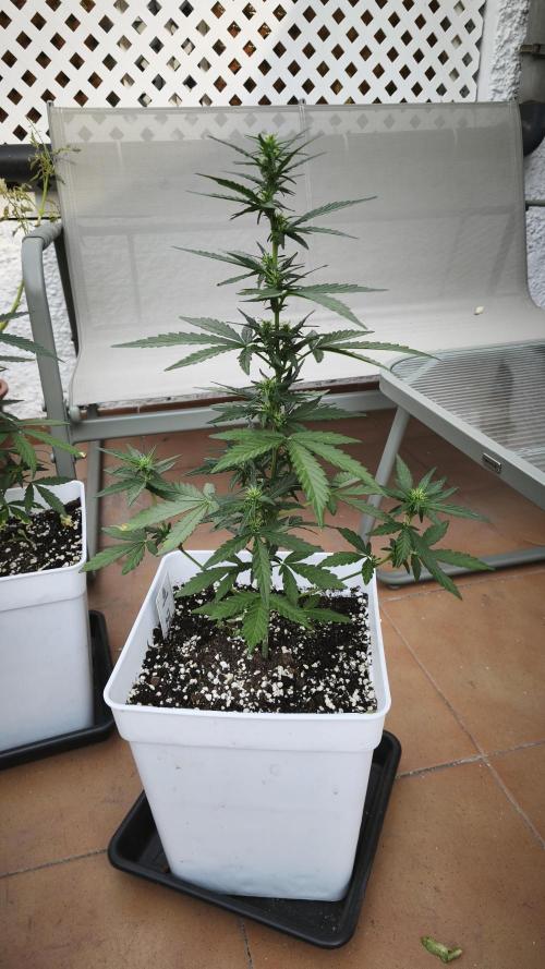 Fast Eddy Auto CBD. Week 5