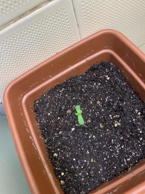 FF Mix pack fastbuds. Week 0 - Dia 3



Fase de plantula iniciada, tudo segue ok

06/07/26 : 12h48