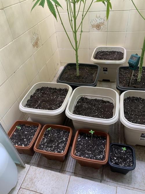 FF Mix pack fastbuds. Week 1 - Dia 6 ( 09/07/26 )

Tudo preparado para o transplante em alguns dias 