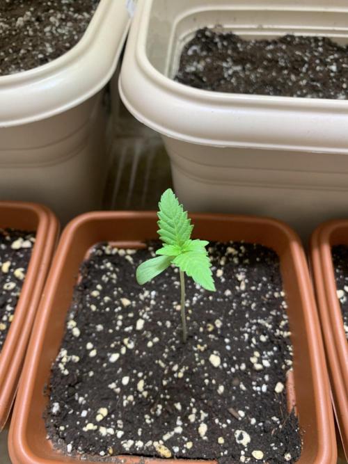 FF Mix pack fastbuds. Week 1 - 12/07/26 ( 16h30 )