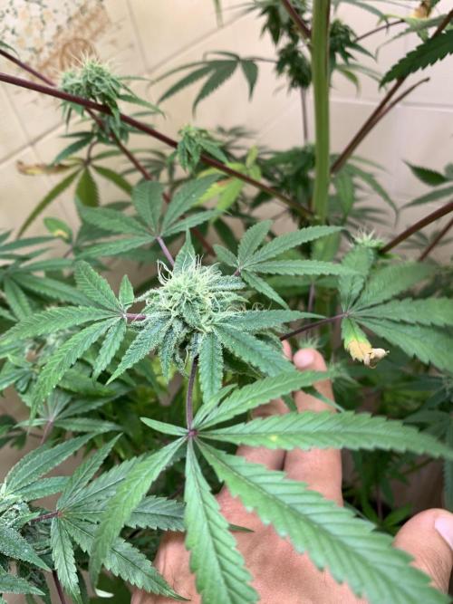 Super Lemon Haze # Seis Pés. Week 6 - Segundo dia da sexta semana de floração ( 37 dias ) (16/07)