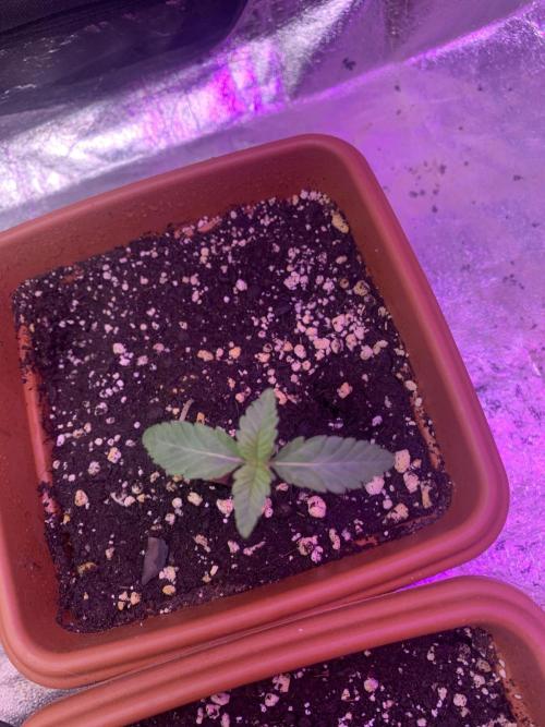FF Mix pack fastbuds. Week 2 - 4/7 #S2 ( 17/07 )