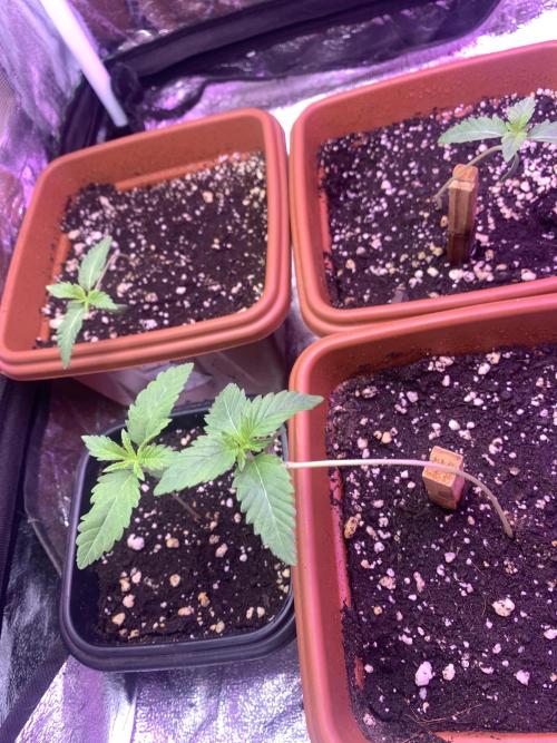 FF Mix pack fastbuds. Week 2 - 4/7 #S2 ( 17/07 )